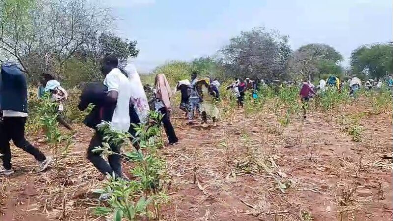 Bee Swarm Attacks Mourners, Forces Suspension of Burial in Makueni County