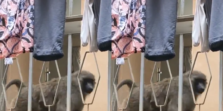 Multimedia University Students Demand Action Over Baboon Invasion on Campus
