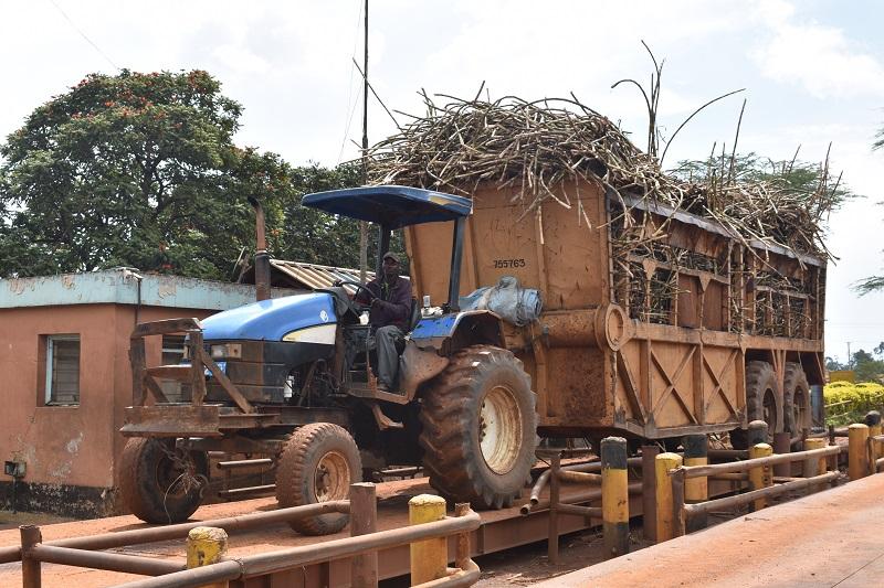Kenya Sugar Board Sets New Minimum Sugarcane Price at Sh5,500 per Tonne