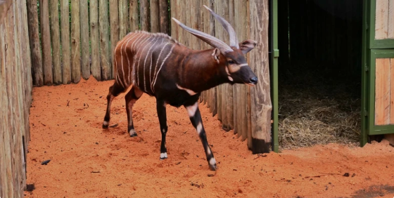 Four Rare Mountain Bongos Arrive in Kenya from Czech Republic