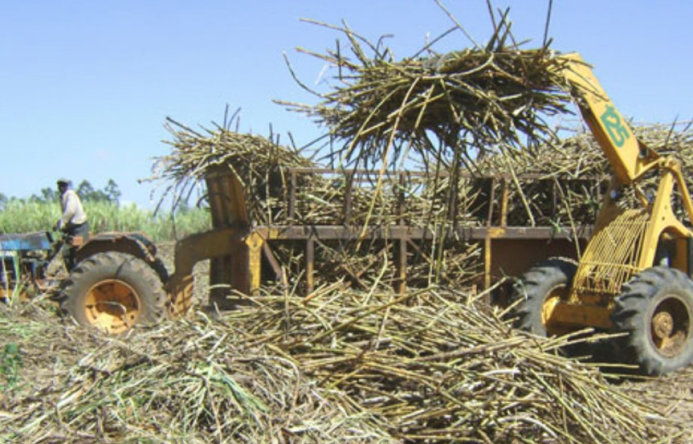 How Bungoma's Cane Economy Drives Political Tension.
