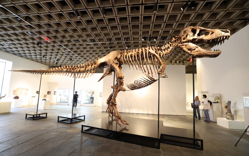 T. Rex Fossil 'Gus' Fetches $50.1 Million