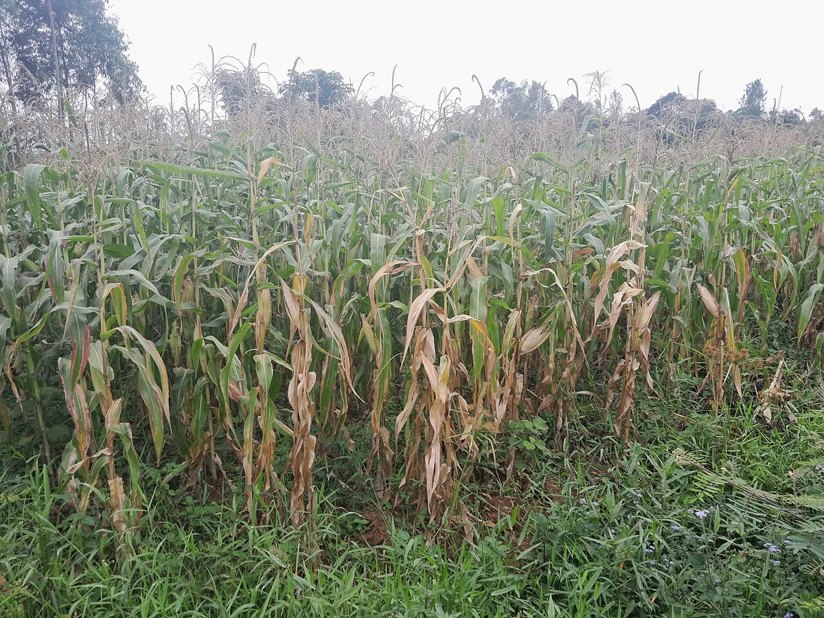 Maize growing in Siaya County. Archive photograph, not a photograph of the forecast period.